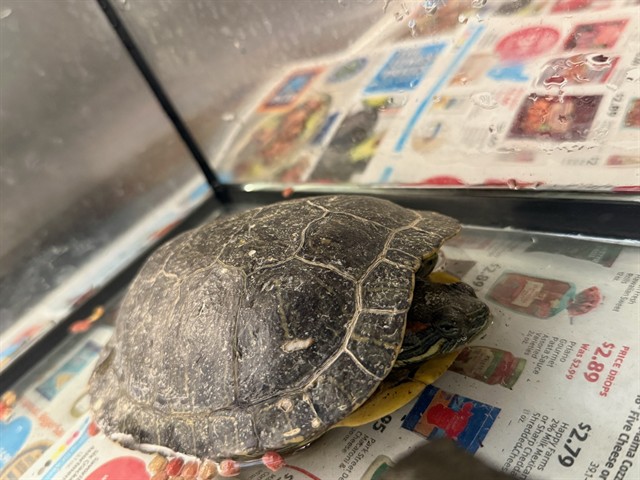 Shellington The Third