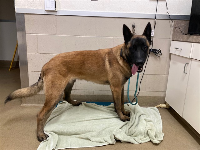 Adoptable Dog