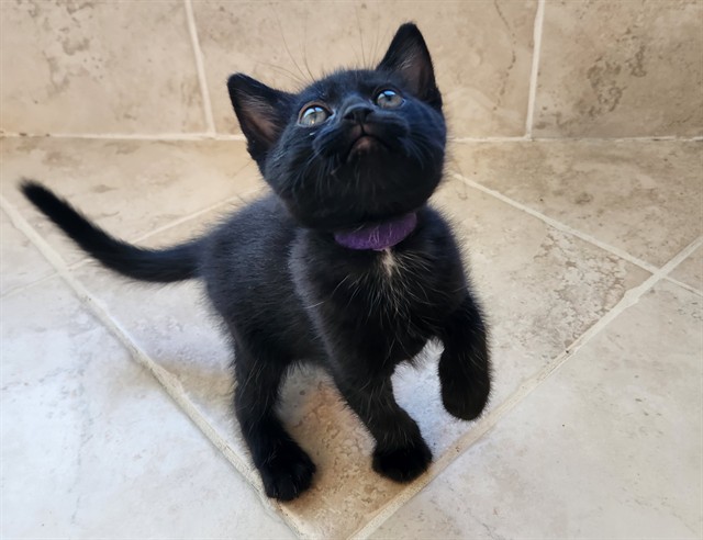 Portia
