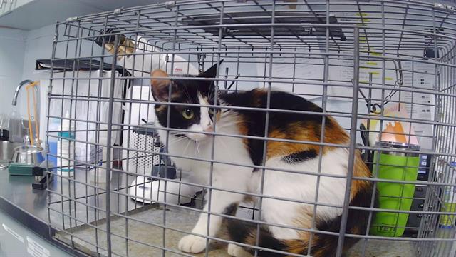 Adoptable Cat