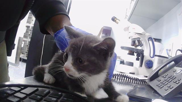 Adoptable Cat
