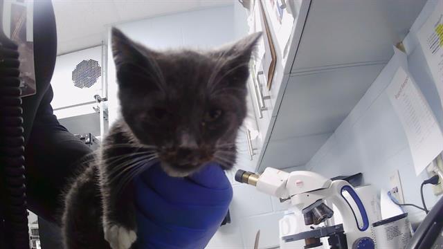 Adoptable Cat