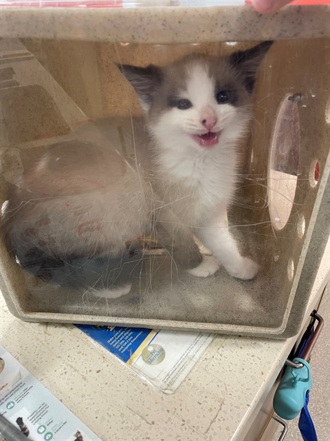 Adoptable Cat