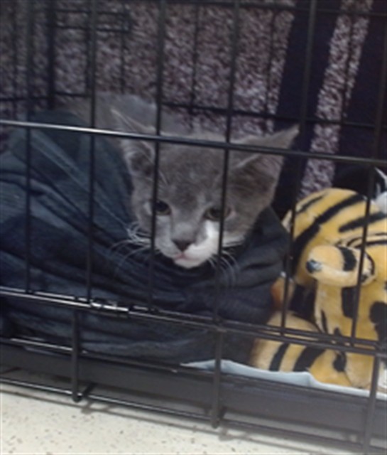 Adoptable Cat