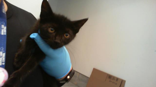 Adoptable Cat