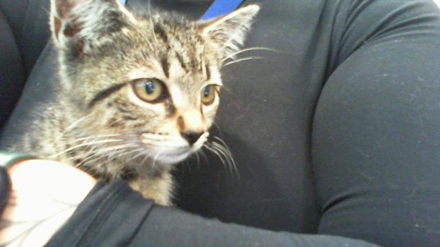 Adoptable Cat