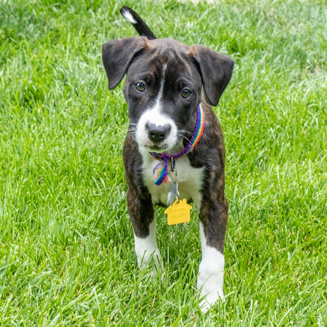 Bailey