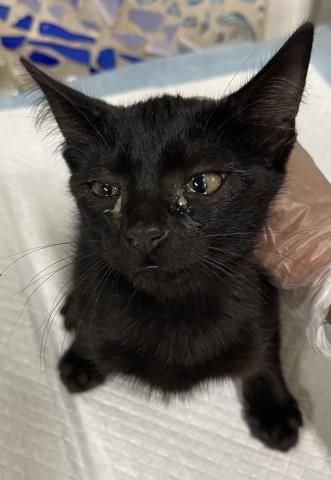 Lulu