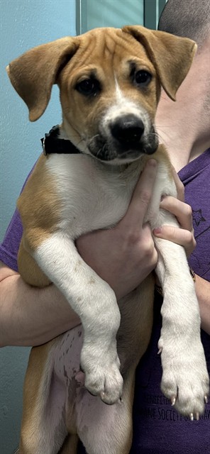 Sebastian