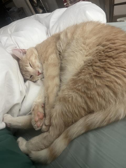 Orin