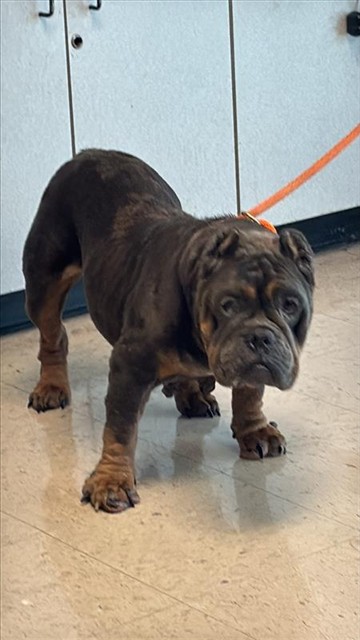 Adoptable Dog