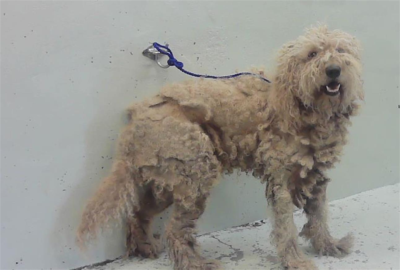Adoptable Dog