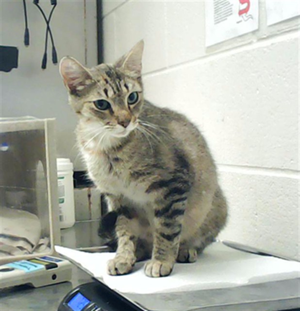 Adoptable Cat