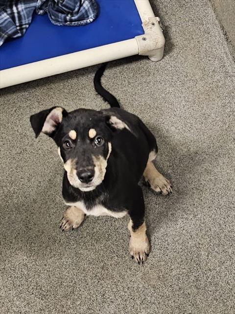 Adoptable Dog