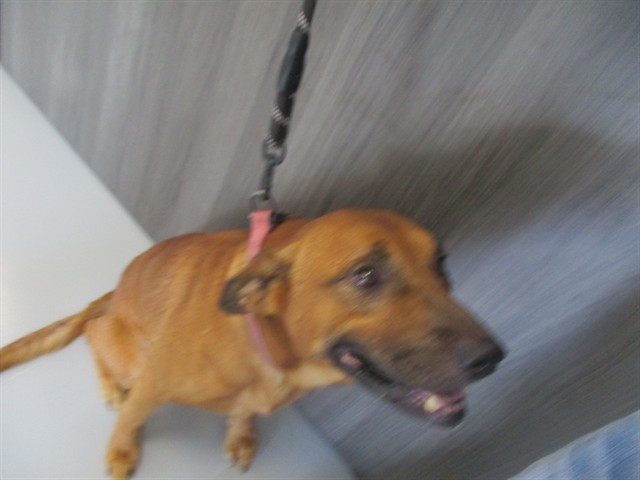 Adoptable Dog