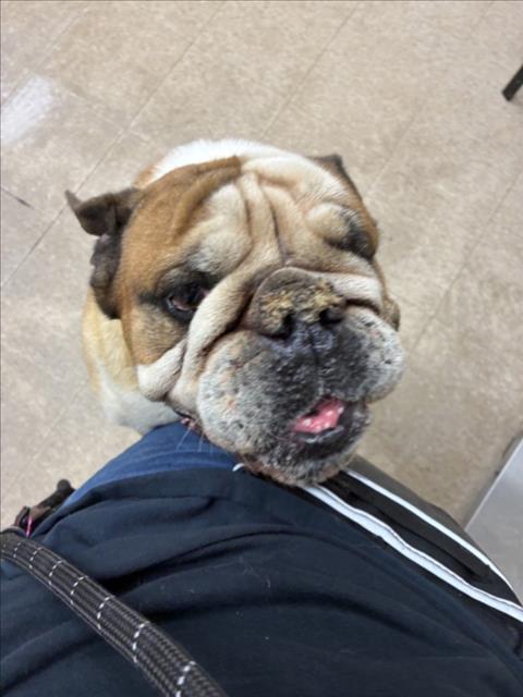 Meatball