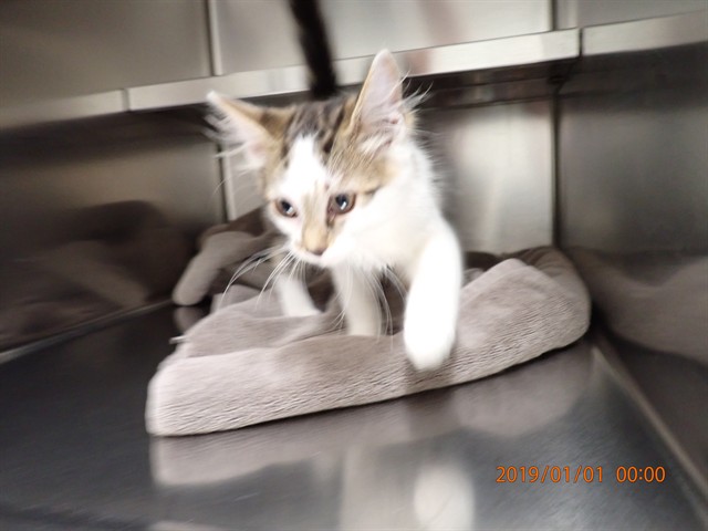 Adoptable Cat