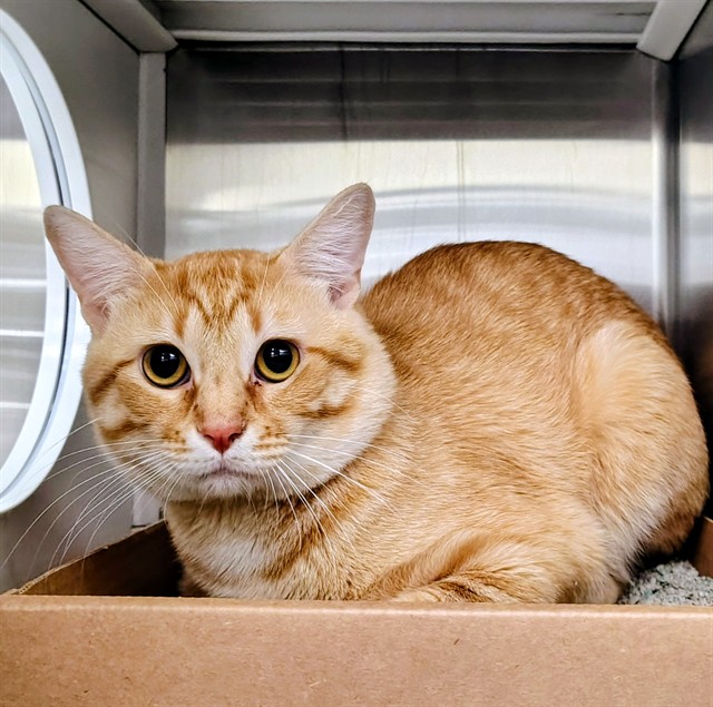 Potter