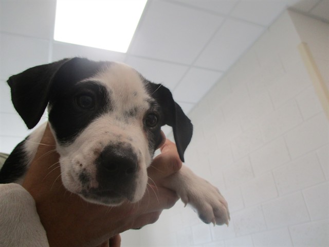Adoptable Dog