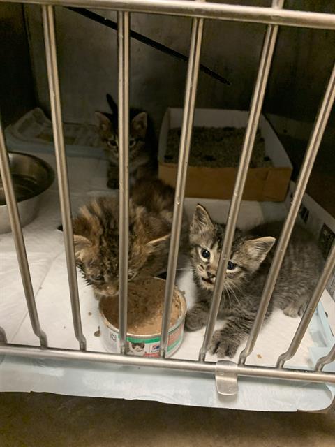 Adoptable Cat
