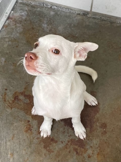 Pupster