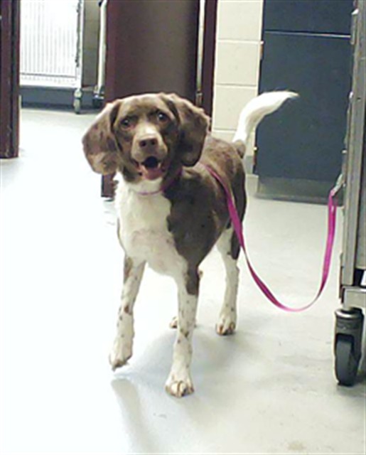 Adoptable Dog
