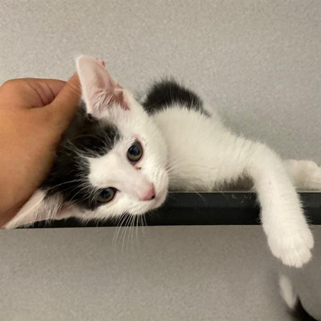 Juniper