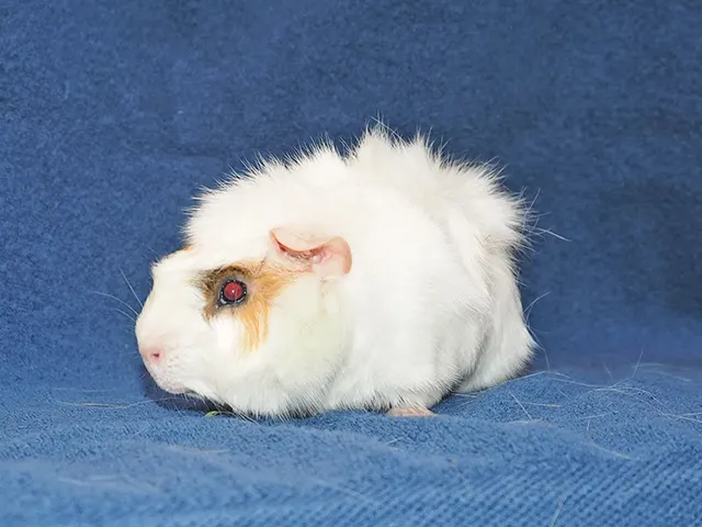 Marshmellow