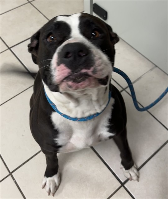 Shelter Staff Named Me *Effie Vcashelter