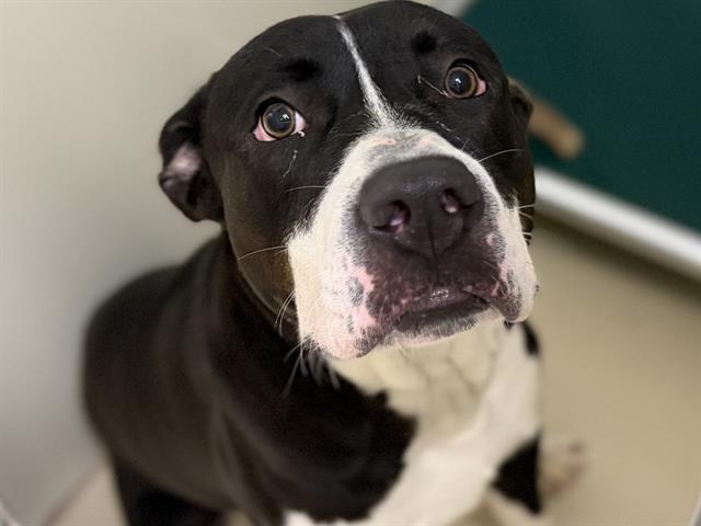 Adoptable Dog