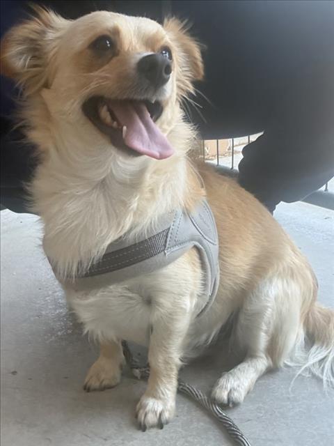 Adoptable Dog