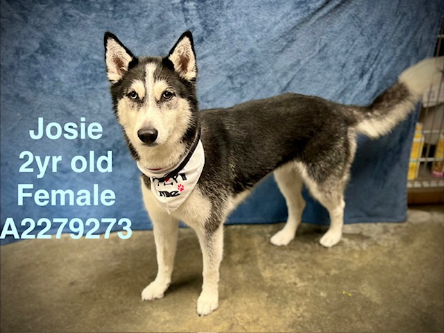 Josie