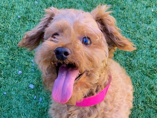 Adoptable Dog