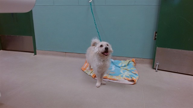 Adoptable Dog