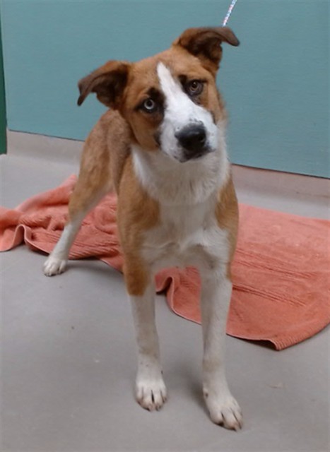 Adoptable Dog