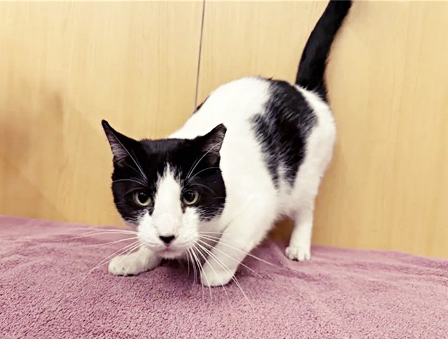 Smudge