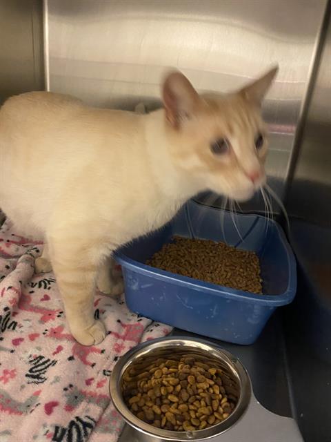 Adoptable Cat