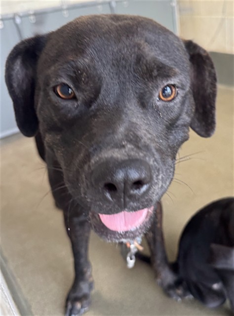 Adoptable Dog