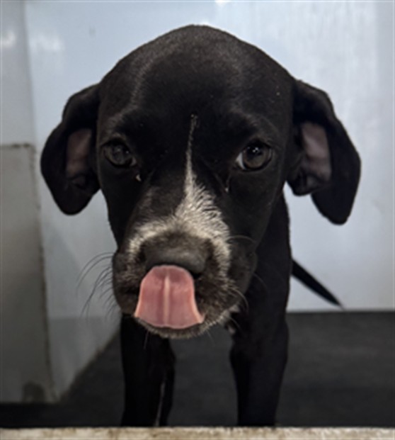 Adoptable Dog