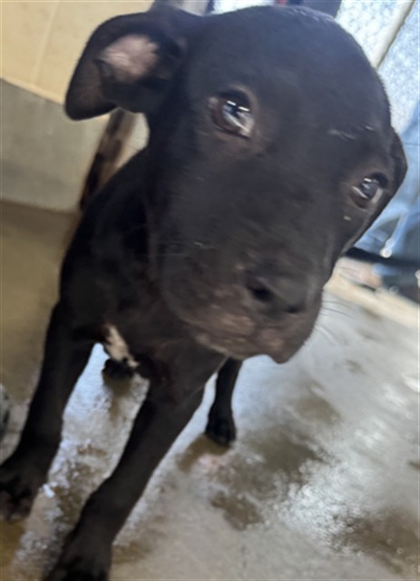 Adoptable Dog