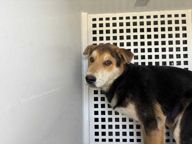 Adoptable Dog