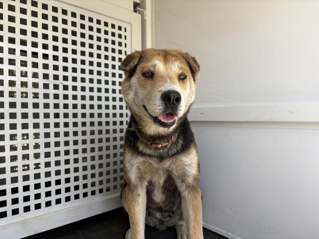 Adoptable Dog