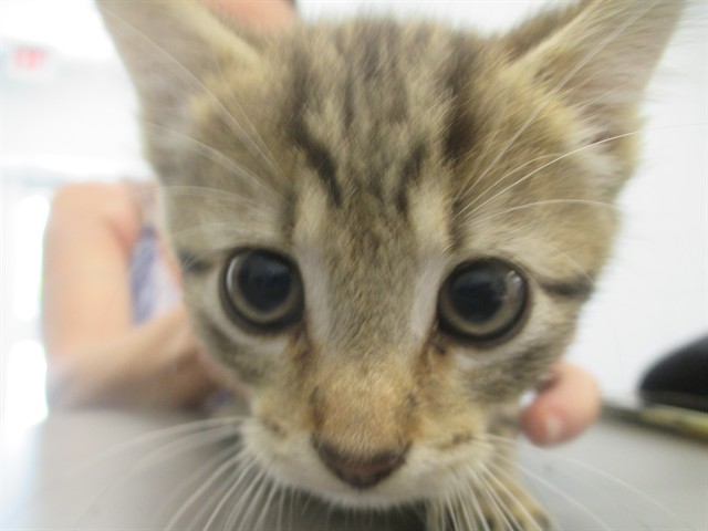Adoptable Cat