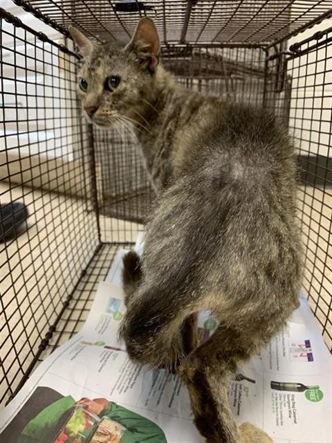 Adoptable Cat