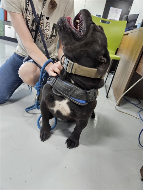 Dozer