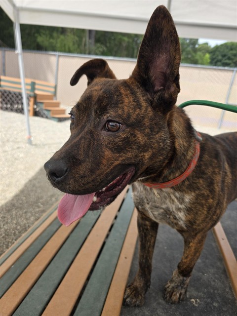 Rosco