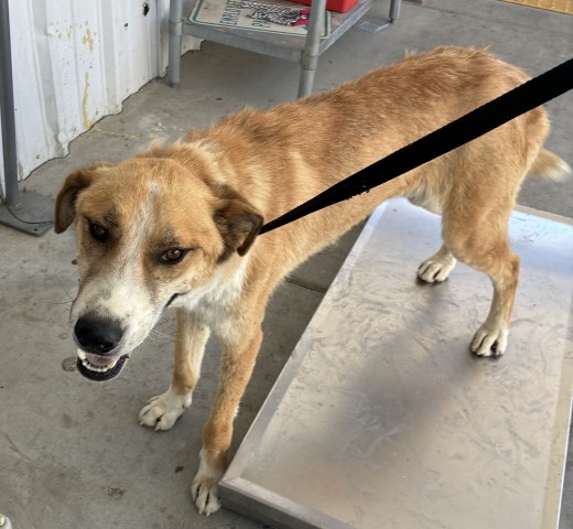 Adoptable Dog