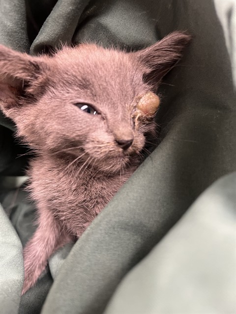 Adoptable Cat