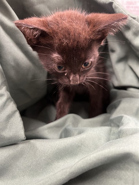 Adoptable Cat