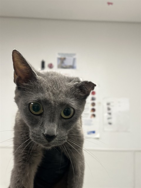 Adoptable Cat